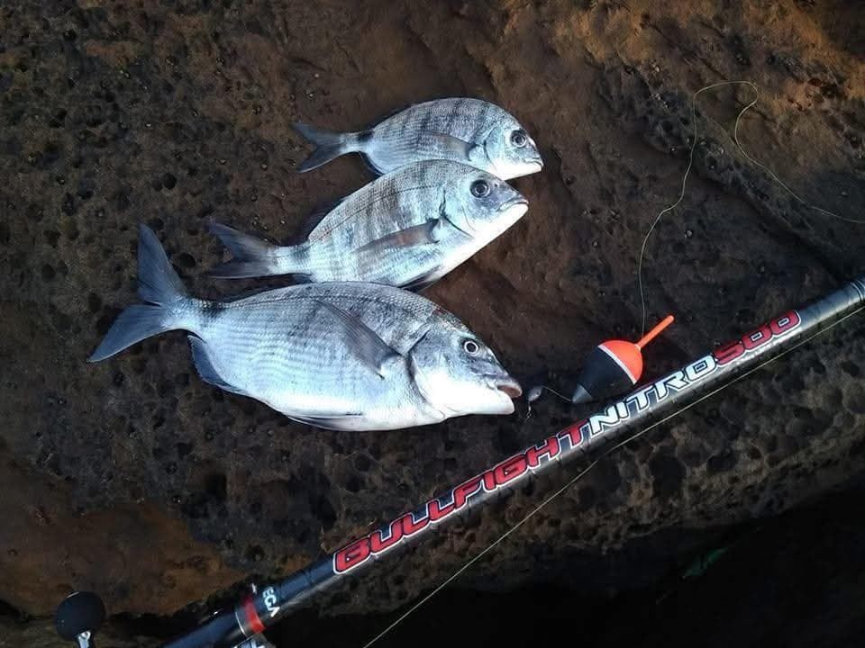 CAÑA BULLFIGHT NITRO 600 DE VEGA - Imagen 2