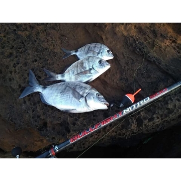 CAÑA BULLFIGHT NITRO 600 DE VEGA - Imagen 2