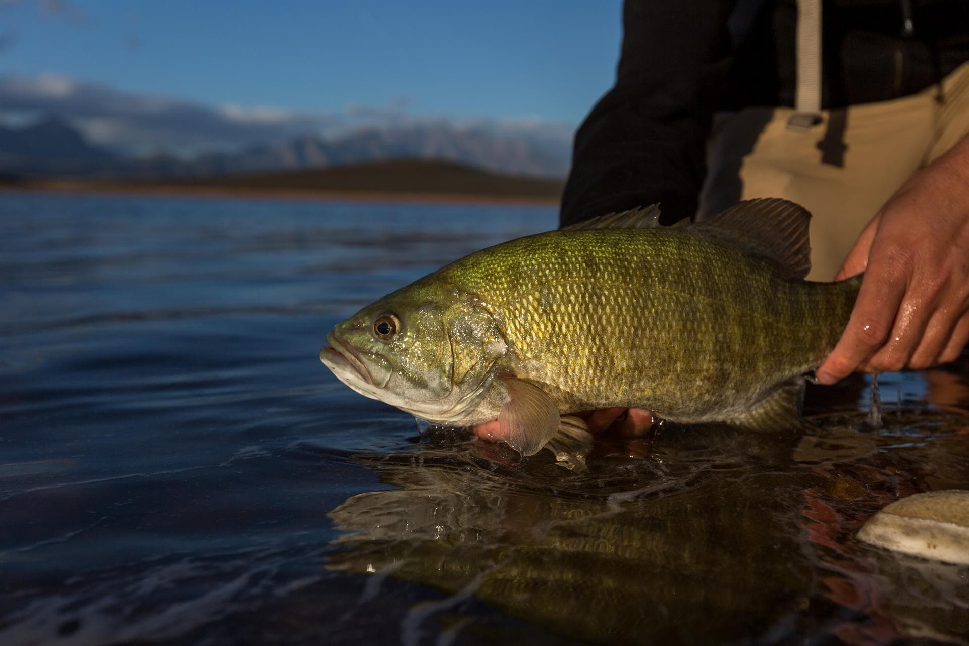  La mejor alternativa para comprar productos para la pesca de lubina