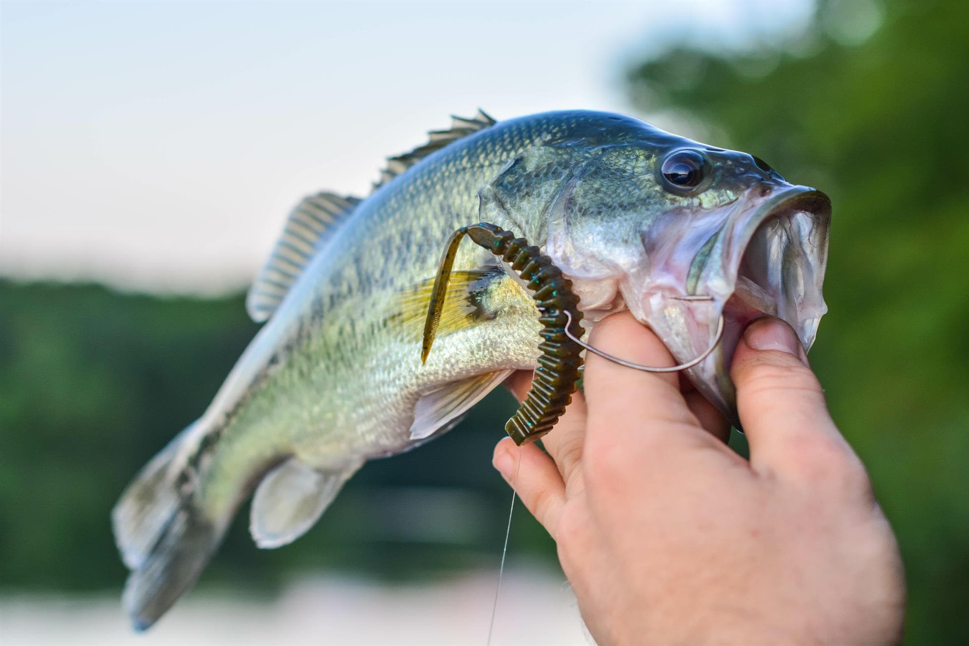 En Pesca Pérez somos especialistas en la venta de cebos para lubinas